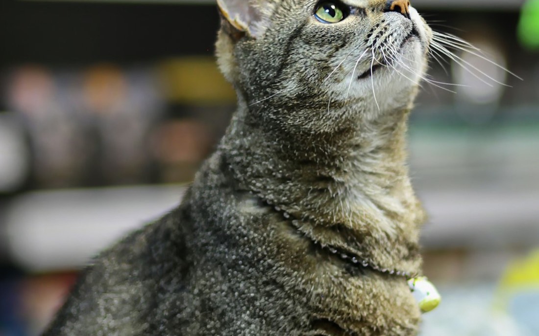 Gatto soriano che guarda in alto davanti agli scaffali di un negozio