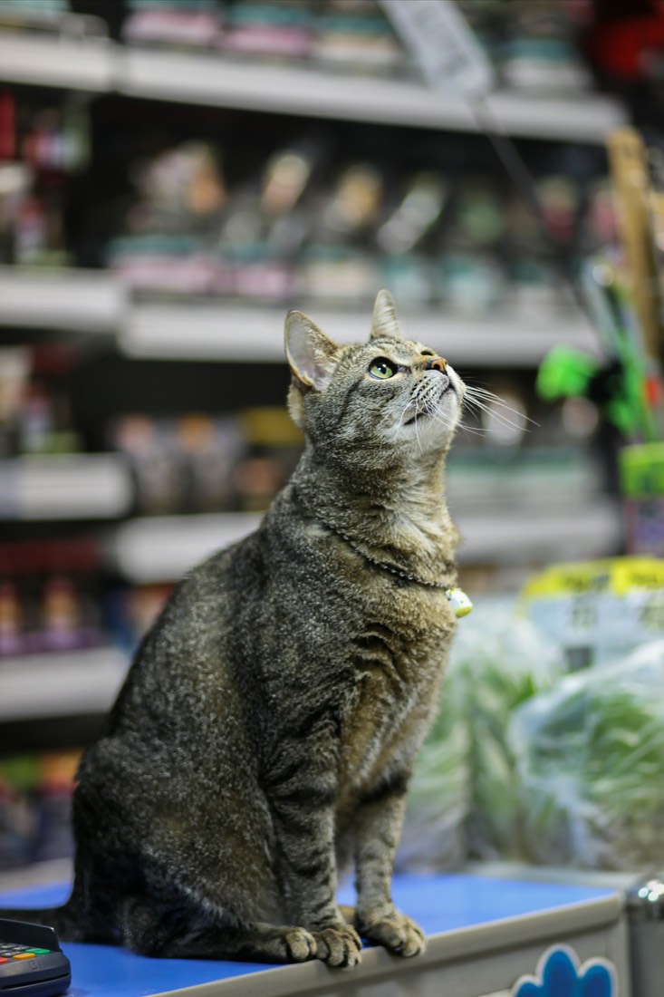 Gatto in una struttura per animali